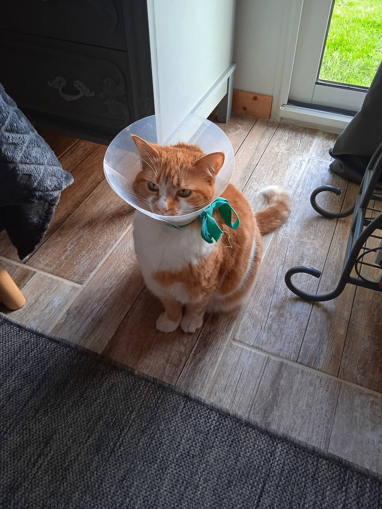 Zora participe au concours pour gagner de l'argent avec cette photo : carnivore, cat, comfort, companion_dog, domestic_short_haired_cat, fawn, felidae, floor, flooring, foot, fur, hardwood, laminate_flooring, small_to_medium_sized_cats, snout, tail, whiskers, wood, wood_flooring, wood_stain