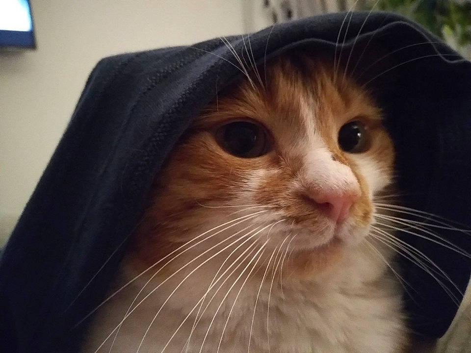 Zora a rejoint le concours — aidez-le/la à gagner de superbes lots ! carnivore, cat, domestic_short_haired_cat, fawn, felidae, fur, small_to_medium_sized_cats, snout, television, terrestrial_animal, whiskers