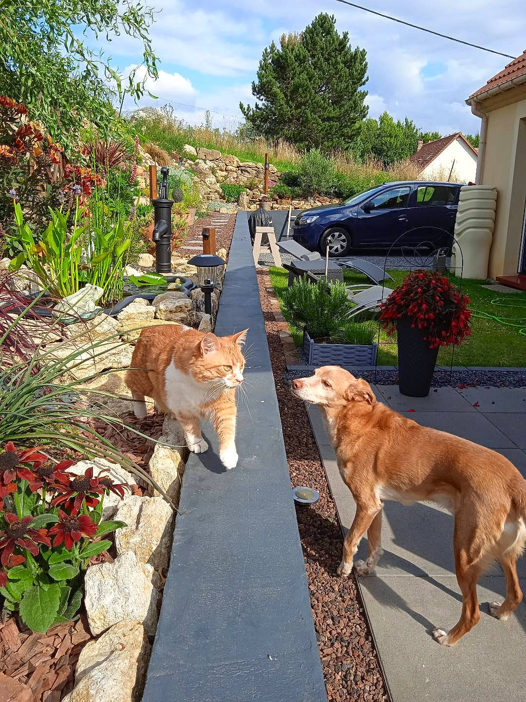 Zora a rejoint le concours — aidez-le/la à gagner de superbes lots ! car, carnivore, cat, cloud, collar, companion_dog, dog, dog_breed, fawn, flowerpot, grass, neighbourhood, plant, road_surface, sidewalk, sky, tail, tree, wheel, window