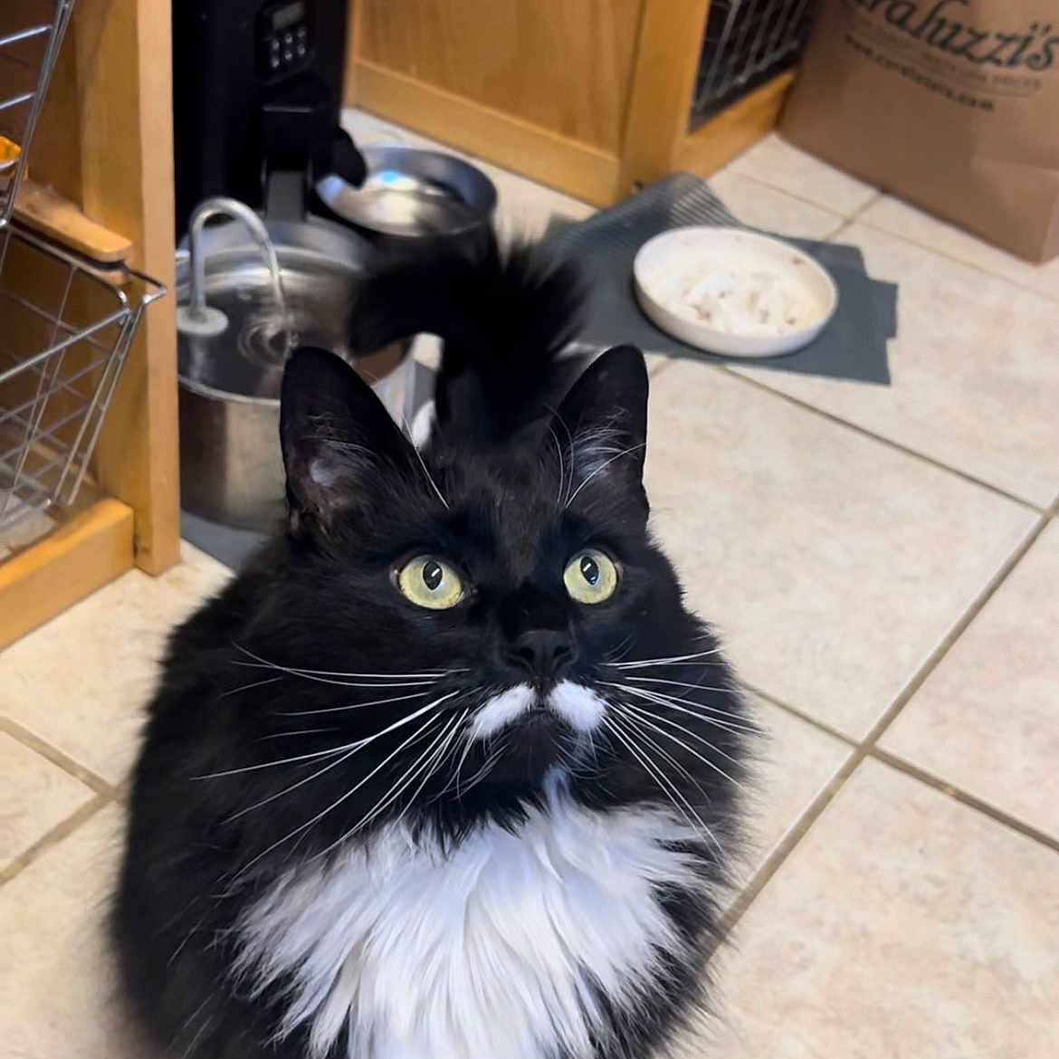 Mustache