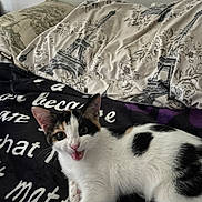 Muffin joined the competition — help win amazing prizes! cat, kitten, calico, pet, animal, blanket, text, pillow, eiffel_tower, floral_pattern, indoor, cute, fur, whiskers, playful, young, lying_down, black_white, ears, eyes