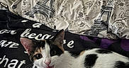 Muffin joined the competition — help win amazing prizes! animal, black_white, blanket, calico, cat, cute, ears, eiffel_tower, eyes, floral_pattern, fur, indoor, kitten, lying_down, pet, pillow, playful, text, whiskers, young