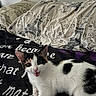 cat, kitten, calico, pet, animal, blanket, text, pillow, eiffel_tower, floral_pattern, indoor, cute, fur, whiskers, playful, young, lying_down, black_white, ears, eyes
