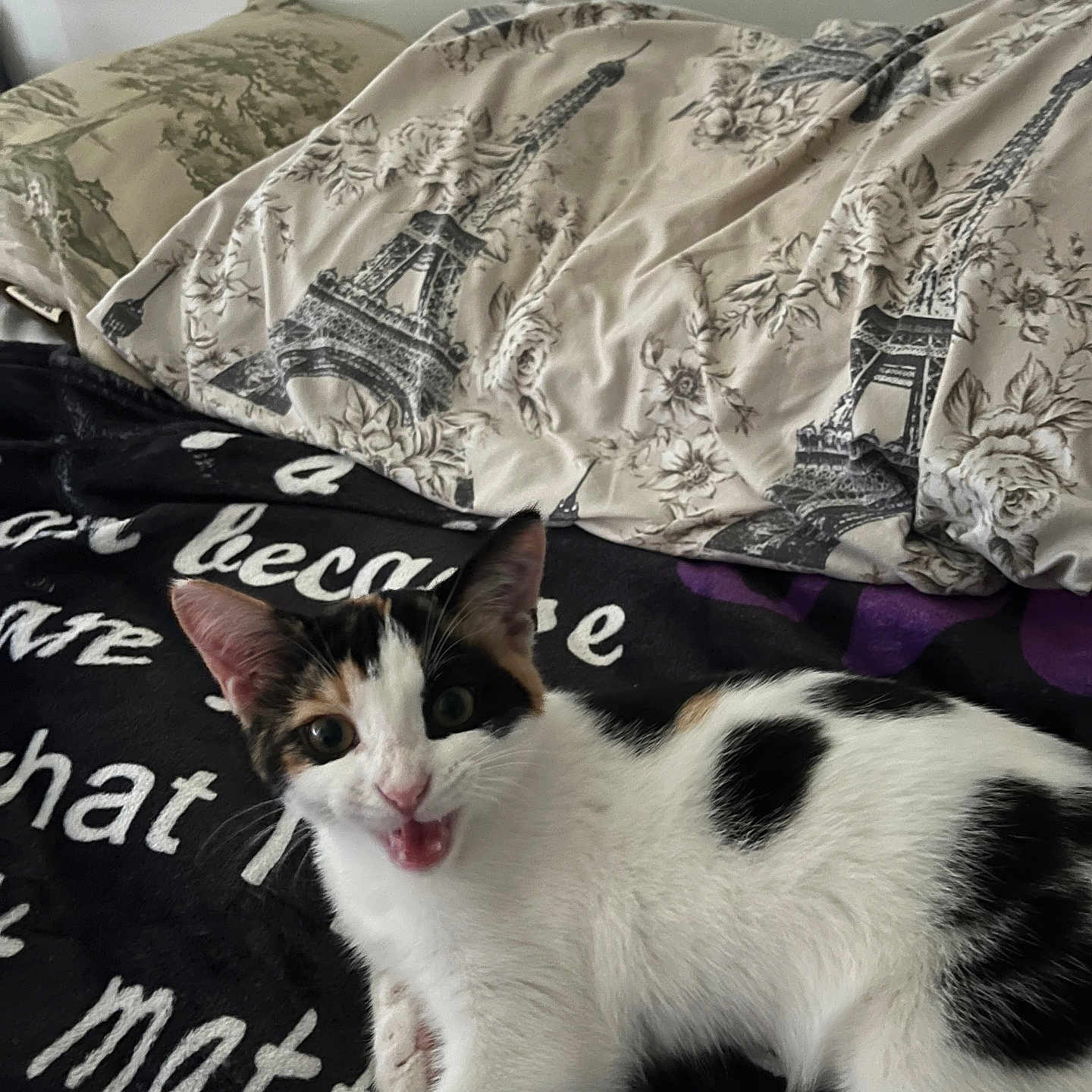 Muffin joined the competition — help win amazing prizes! cat, kitten, calico, pet, animal, blanket, text, pillow, eiffel_tower, floral_pattern, indoor, cute, fur, whiskers, playful, young, lying_down, black_white, ears, eyes