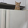 cat, orange_tabby, refrigerator, kitchen, white, appliance, curious, pet, indoor, feline, cabinet, home, domestic_animal, animal, looking, ears, whiskers, fur, face, handle