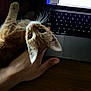 cat, ginger_cat, hand, laptop, keyboard, indoor, pet, curious, whiskers, wooden_table, closeup, domestic_cat, feline, computer, technology, resting, cute, attention_seeking, animal, person_hand