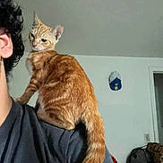 Monna is registered to the contest to win money with this photo: cat, orange_tabby, shoulder, person, curly_hair, indoor, backpack, hat, wall, furniture, casual, pet, domestic_animal, curious, young_cat, brown, black_shirt, home, resting, animal