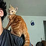 cat, orange_tabby, shoulder, person, curly_hair, indoor, backpack, hat, wall, furniture, casual, pet, domestic_animal, curious, young_cat, brown, black_shirt, home, resting, animal