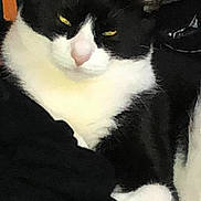 Mushu joined the competition — help win amazing prizes! cat, black_and_white, yellow_eyes, pet, animal, indoor, clothes, fabric, resting, fur, whiskers, ears, closeup, domestic_cat, cute, mammal, feline, portrait, relaxed, household