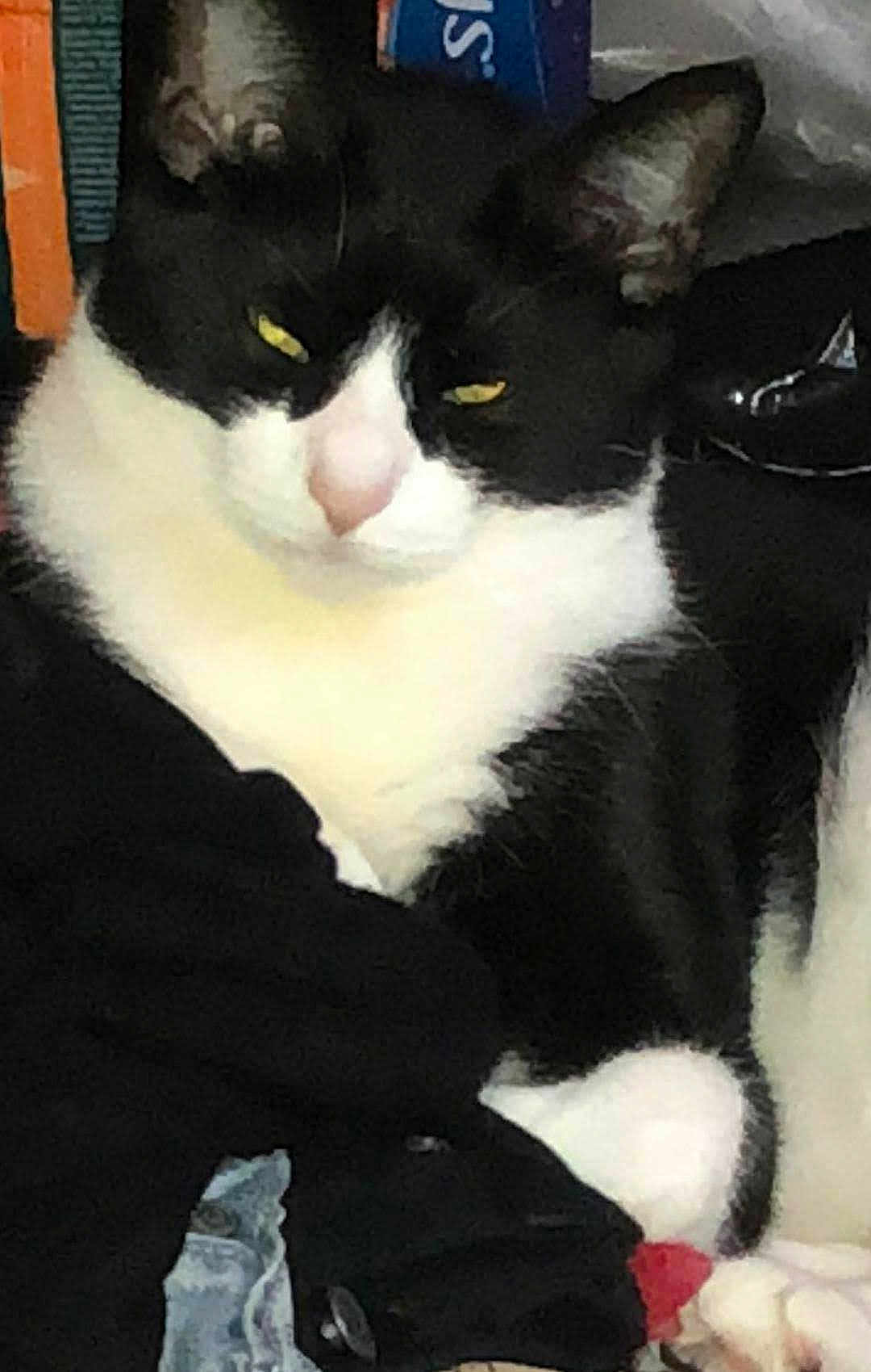 Mushu joined the competition — help win amazing prizes! cat, black_and_white, yellow_eyes, pet, animal, indoor, clothes, fabric, resting, fur, whiskers, ears, closeup, domestic_cat, cute, mammal, feline, portrait, relaxed, household