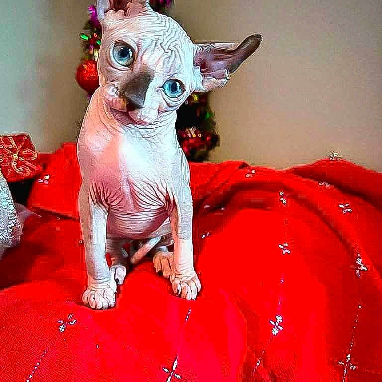 Mushroom joined the competition — help win amazing prizes! animal, bed, bedroom, blanket, bulldog, canine, cat, chihuahua, dog, egyptiancat, flower, furniture, indoors, kitten, pet, plant, pottedplant, puppy, quilt, siamese