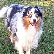 Helios participe au concours pour gagner de l'argent avec cette photo : animal, australian_shepherd, blue_eyes, canine, daylight, dog, fluffy, friendly, fur, grass, happy, looking_at_camera, mammal, nature, outdoor, pet, portrait, smiling, standing, tongue_out