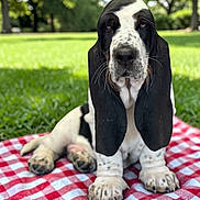 Leroy Brown is registered to the contest to win money with this photo: animal, basset_hound, checkered, closeup, cute, dog, ears, grass, nature, outdoor, park, pet, picnic_blanket, portrait, puppy, red, sitting, summer, sunlight, white