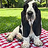 animal, basset_hound, checkered, closeup, cute, dog, ears, grass, nature, outdoor, park, pet, picnic_blanket, portrait, puppy, red, sitting, summer, sunlight, white