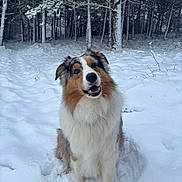 Tyo a rejoint le concours — aidez-le/la à gagner de superbes lots ! dog, snow, winter, forest, outdoor, animal, canine, tricolor, fluffy, pet, nature, cold, fur, sitting, happy, landscape, trees, white, season, cute