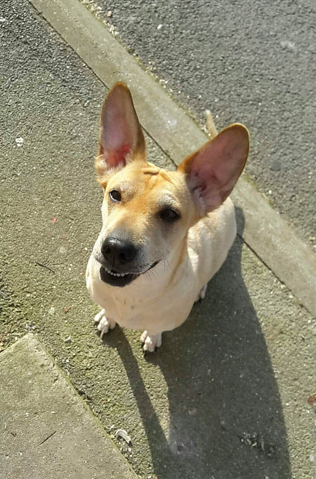 Bella a rejoint le concours — aidez-le/la à gagner de superbes lots ! asphalt, canidae, carnivore, collar, companion_dog, concrete, dog, dog_breed, dog_collar, dog_supply, fawn, paw, road_surface, shadow, sidewalk, sporting_group, tail, tar, whiskers, working_animal