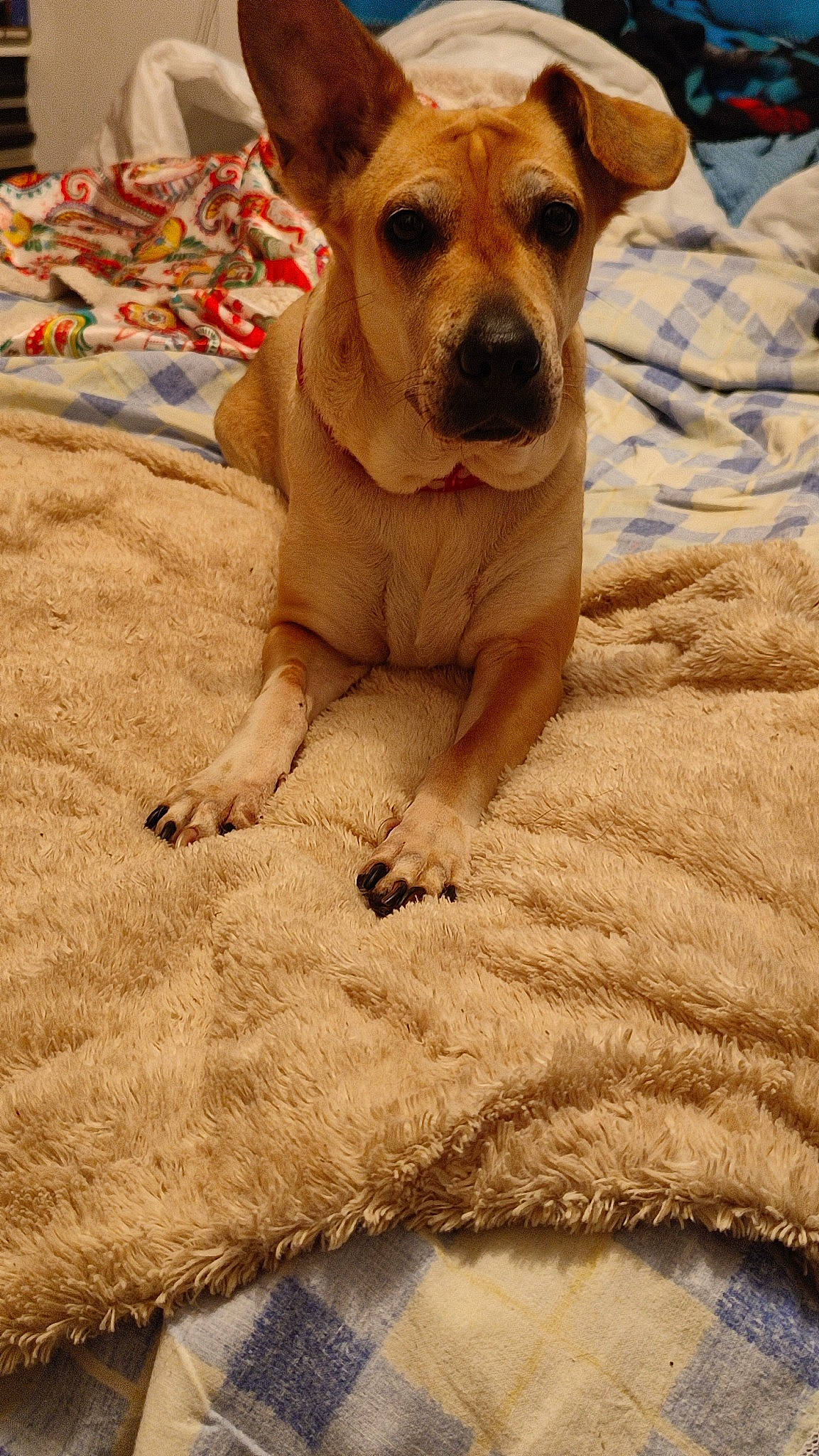Bella a rejoint le concours — aidez-le/la à gagner de superbes lots ! canidae, carnivore, comfort, companion_dog, dog, dog_breed, dog_supply, fawn, flooring, fur, linens, paw, snout, sporting_group, street_dog, toy_dog, whiskers, wood, working_animal, wrinkle