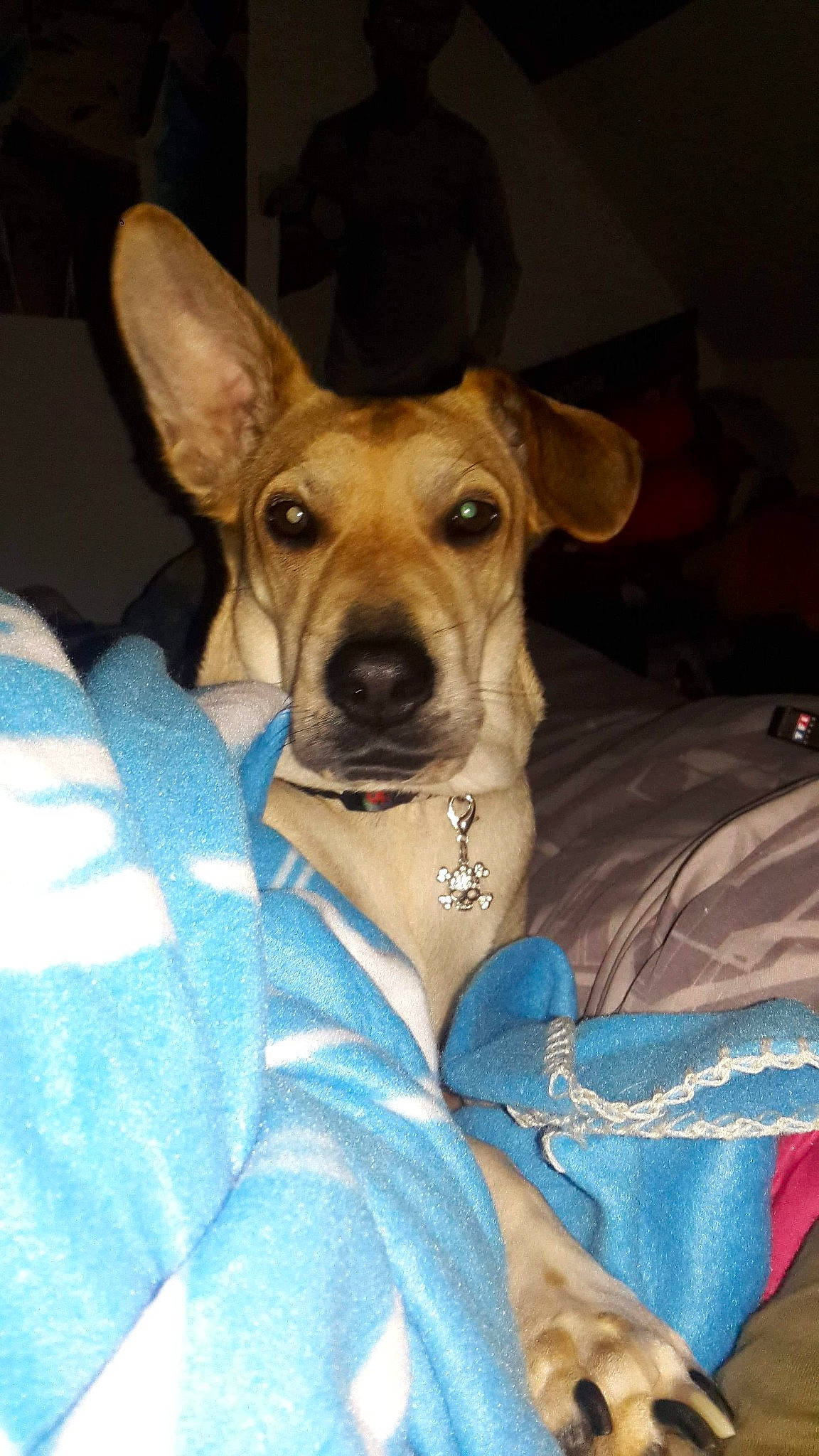 Bella participe au concours pour gagner de l'argent avec cette photo : canidae, carnivore, collar, comfort, companion_dog, dog, dog_breed, dog_collar, dog_supply, ear, fawn, fur, guard_dog, non_sporting_group, sporting_group, toy_dog, whiskers, working_animal