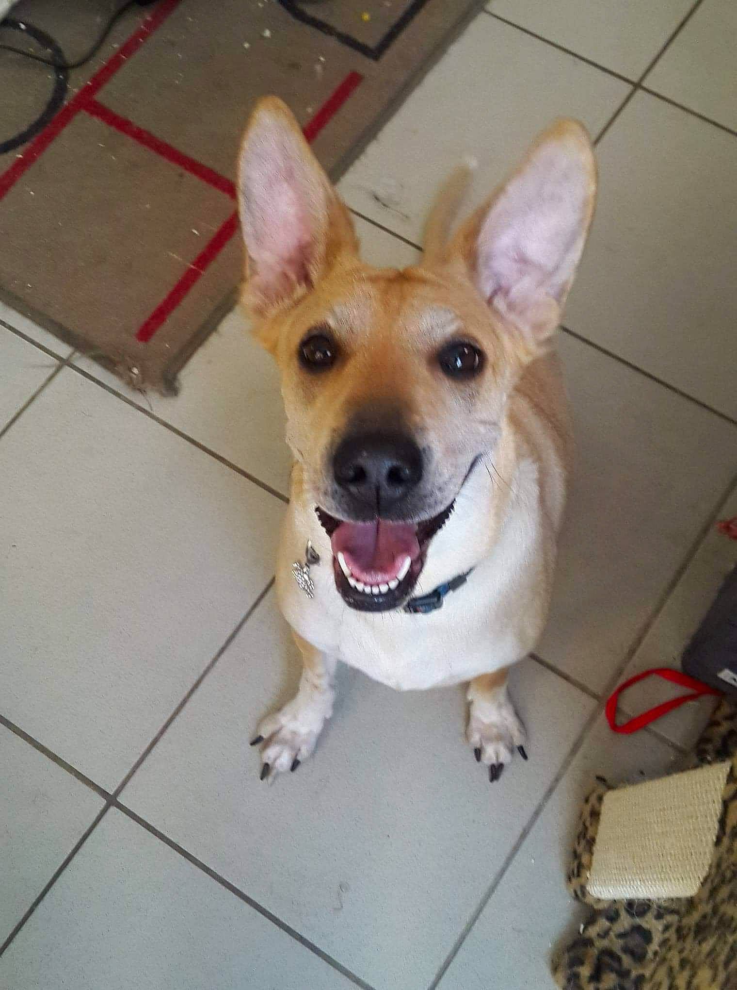 Bella participe au concours pour gagner de l'argent avec cette photo : canidae, carnivore, collar, companion_dog, dog, dog_breed, dog_collar, dog_supply, ear, fawn, floor, flooring, line, paw, snout, sporting_group, tail, tile_flooring, whiskers, working_animal