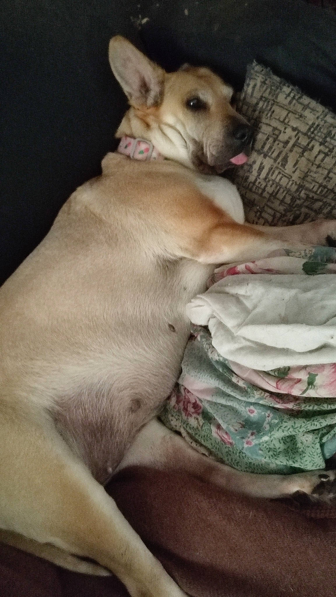 Bella participe au concours pour gagner de l'argent avec cette photo : bedding, canidae, carnivore, chihuahua, comfort, companion_dog, dog, dog_breed, dog_supply, fawn, fur, linens, paw, russkiy_toy, snout, sporting_group, terrestrial_animal, toy_dog, whiskers, working_animal