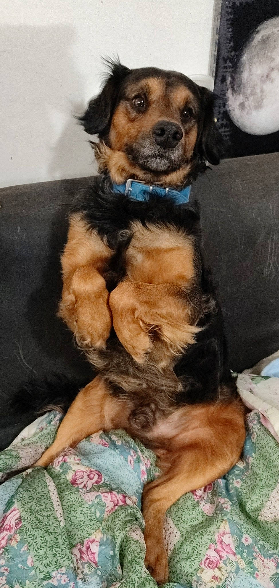 Lasko a rejoint le concours — aidez-le/la à gagner de superbes lots ! ball, canidae, carnivore, collar, companion_dog, dog, dog_breed, dog_clothes, dog_supply, fawn, fur, liver, paw, small_terrier, snout, sporting_group, terrier, toy_dog, working_animal, working_dog