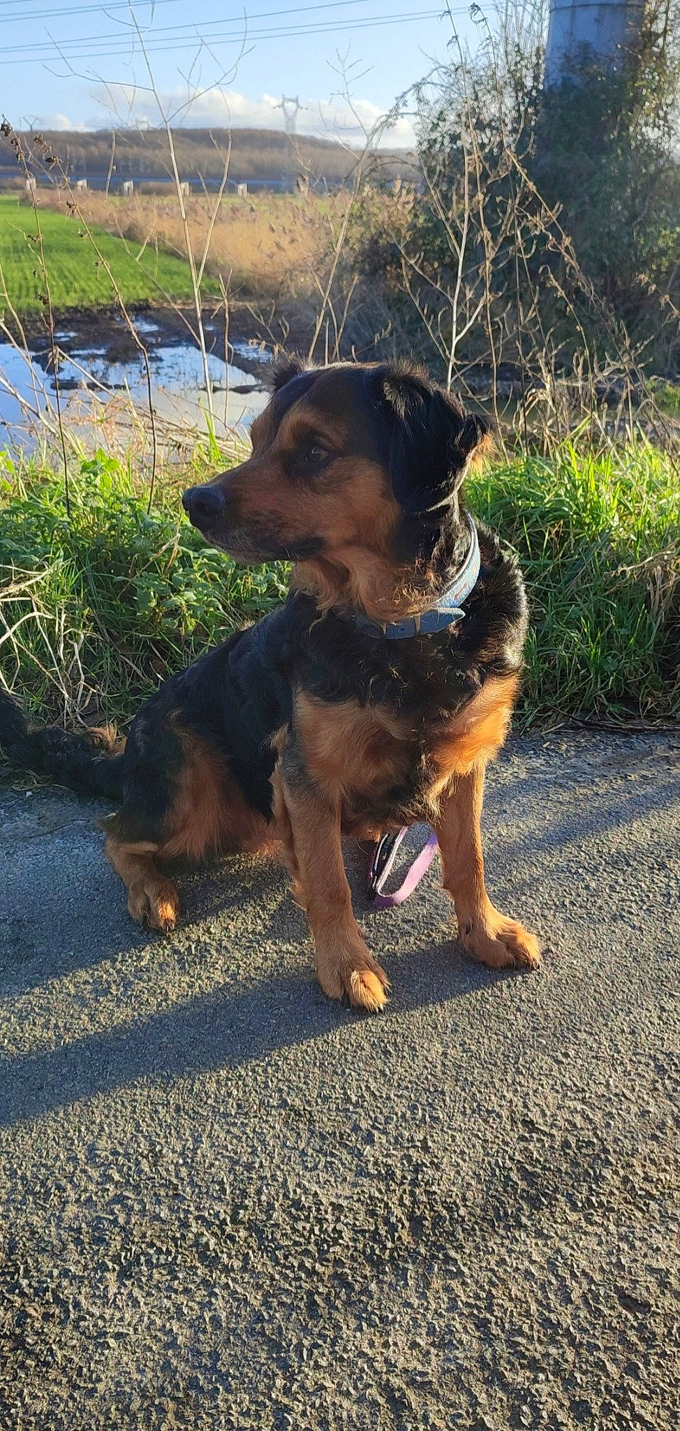 Lasko participe au concours pour gagner de l'argent avec cette photo : asphalt, canidae, carnivore, companion_dog, dog, dog_breed, fawn, grass, guard_dog, herding_dog, plant, road_surface, shadow, snout, sporting_group, tail, tree, water, working_animal, working_dog