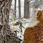 Cutie Pie is registered to the contest to win money with this photo: cat, orange_cat, white_cat, snow, snowflakes, tree_trunk, woodland, outdoor, winter, animal, fur, nature, curious, looking_up, close_up, daylight, cold, season, pet, mammal