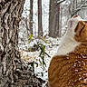cat, orange_cat, white_cat, snow, snowflakes, tree_trunk, woodland, outdoor, winter, animal, fur, nature, curious, looking_up, close_up, daylight, cold, season, pet, mammal