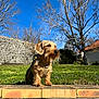 Vox participe au concours pour gagner de l'argent avec cette photo : dog, small_dog, terrier, wire_haired, harness, leash, grass, brick_ledge, stone_wall, blue_sky, trees, outdoor, pet, portrait, sunlight, garden, paws, brown_fur, whiskers, sitting