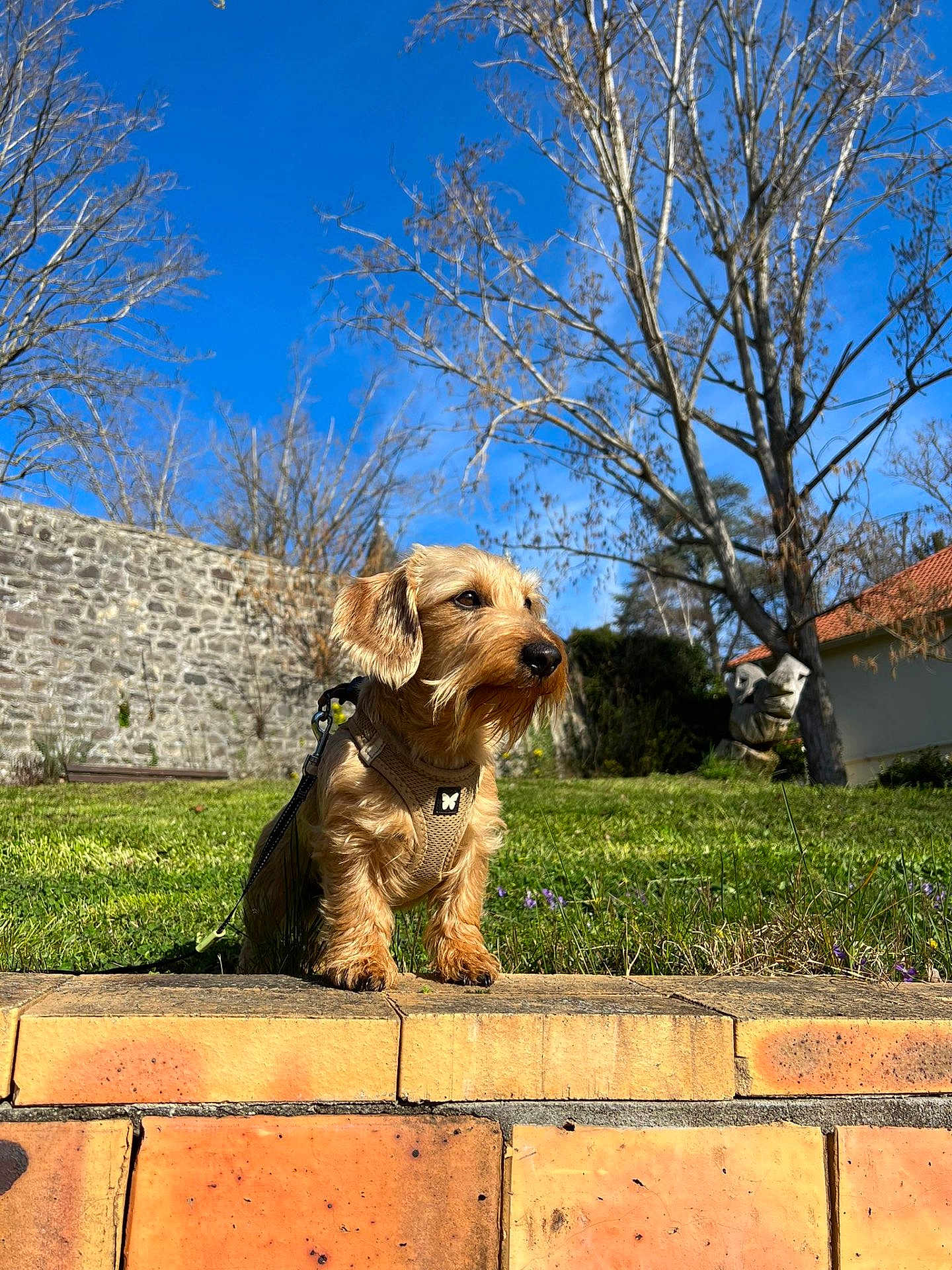 Vox participe au concours pour gagner de l'argent avec cette photo : dog, small_dog, terrier, wire_haired, harness, leash, grass, brick_ledge, stone_wall, blue_sky, trees, outdoor, pet, portrait, sunlight, garden, paws, brown_fur, whiskers, sitting