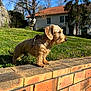 Vox a rejoint le concours — aidez-le/la à gagner de superbes lots ! dog, dachshund, small_dog, pet, leash, harness, brick_wall, grass, lawn, house, tree, sky, sunlight, outdoor, fur, paws, flowers, garden, portrait, residential