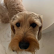 Vox a rejoint le concours — aidez-le/la à gagner de superbes lots ! dog, pet, close_up, muzzle, nose, whiskers, brown_fur, fur, eyes, looking_up, indoor, tile_floor, curious, portrait, small_dog, table, head, floppy_ears, cute, companion
