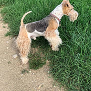 Oxford participe au concours pour gagner de l'argent avec cette photo : dog, terrier, pet, outdoors, grass, field, dirt_path, collar, standing, side_profile, fur, tail, paws, sniffing, nature, walking, portrait, greenery, earth, landscape