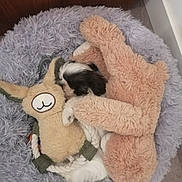 Naya a rejoint le concours — aidez-le/la à gagner de superbes lots ! puppy, dog, stuffed_toy, plush_toy, bed, fluffy, cozy, snuggling, black_and_white, toy_bunny, toy_bear, soft, indoor, pet, cute, sleeping, resting, floor, corner, small