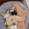 puppy, dog, stuffed_toy, plush_toy, bed, fluffy, cozy, snuggling, black_and_white, toy_bunny, toy_bear, soft, indoor, pet, cute, sleeping, resting, floor, corner, small