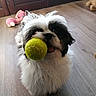 Naya a rejoint le concours — aidez-le/la à gagner de superbes lots ! dog, tennis_ball, toy, indoor, floor, wooden_floor, fluffy, black_and_white, pet, playful, tongue_out, small_dog, cute, animal, mammal, pet_toy, stuffed_toy, pink_toy, teddy_bear, close_up