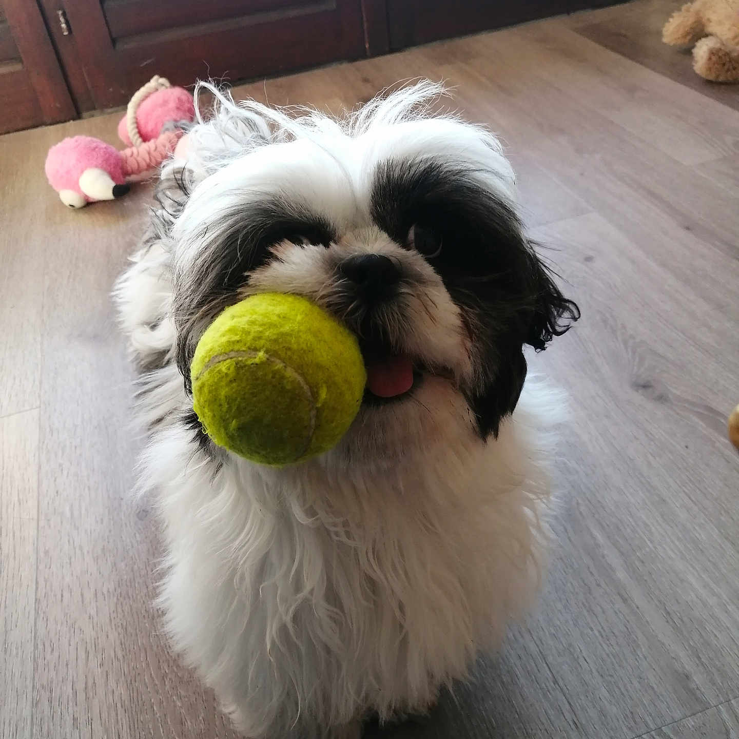 Naya a rejoint le concours — aidez-le/la à gagner de superbes lots ! dog, tennis_ball, toy, indoor, floor, wooden_floor, fluffy, black_and_white, pet, playful, tongue_out, small_dog, cute, animal, mammal, pet_toy, stuffed_toy, pink_toy, teddy_bear, close_up