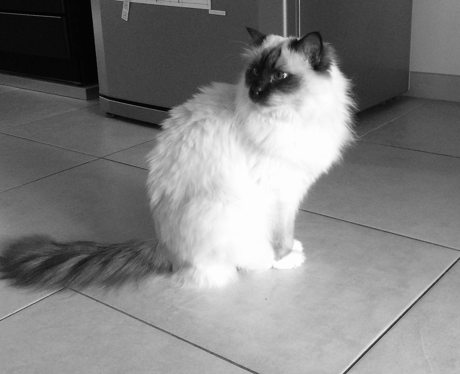 Dollar participe au concours pour gagner de l'argent avec cette photo : birman, black_and_white, carnivore, cat, domestic_long_haired_cat, eye, felidae, floor, flooring, fur, himalayan, kitten, mammal, monochrome, norwegian_forest_cat, persian, ragdoll, small_to_medium_sized_cats, tail, whiskers