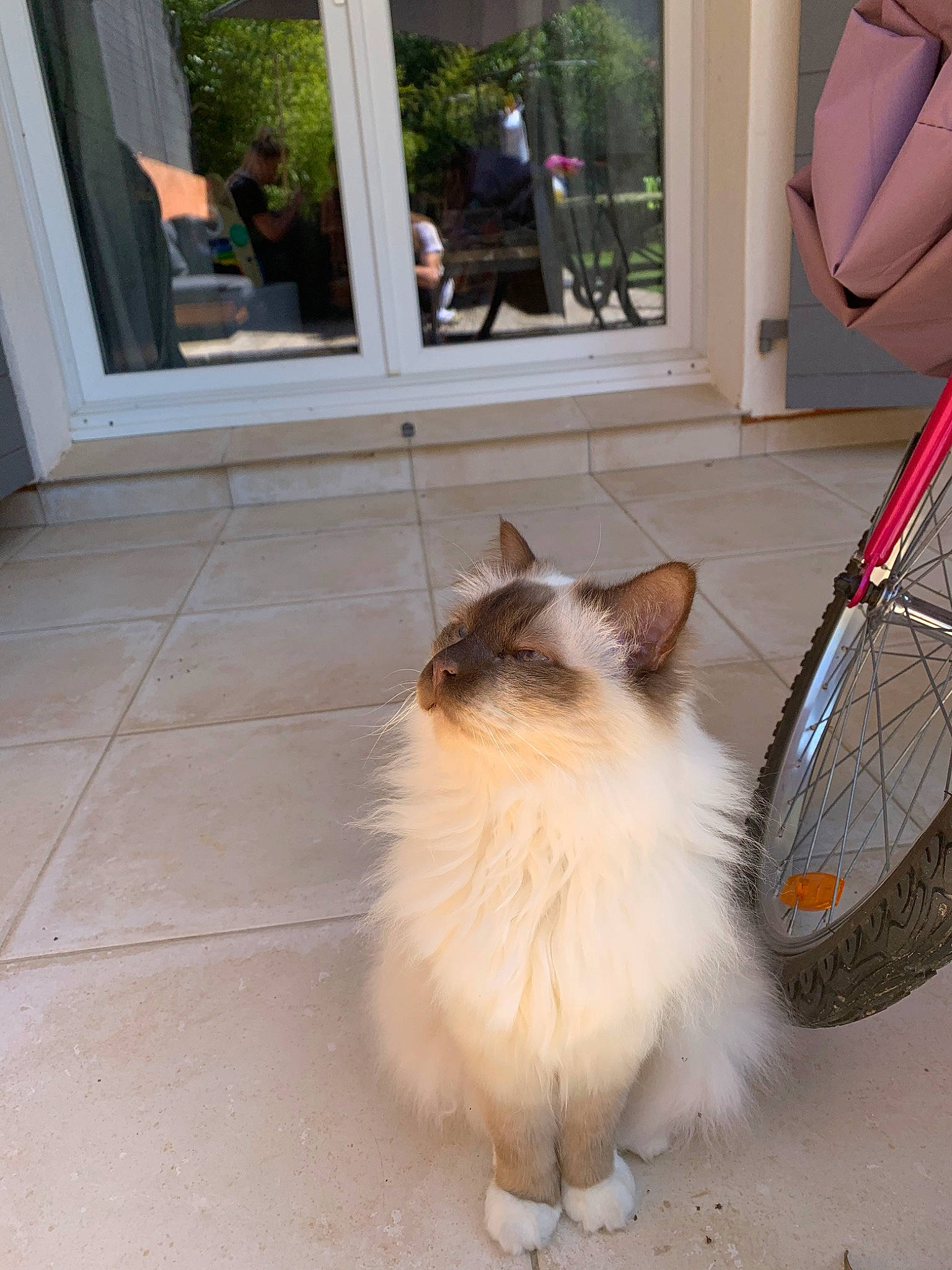 Dollar a rejoint le concours — aidez-le/la à gagner de superbes lots ! aegean_cat, birman, carnivore, cat, domestic_long_haired_cat, fawn, felidae, mammal, ragamuffin, ragdoll, small_to_medium_sized_cats, tail, whiskers