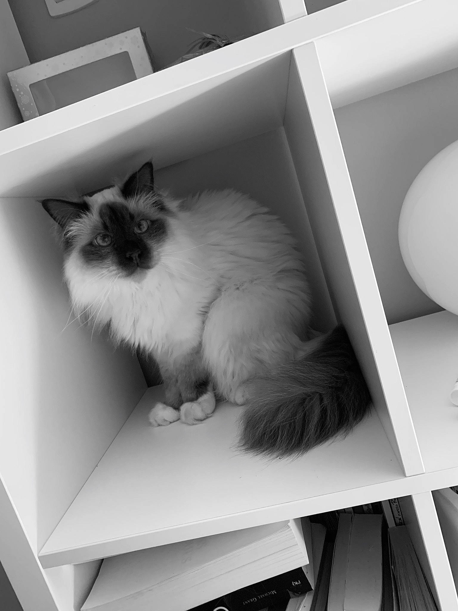 Dollar participe au concours pour gagner de l'argent avec cette photo : birman, black_and_white, box, cardboard, carnivore, cat, felidae, fur, kitten, monochrome, norwegian_forest_cat, ragamuffin, ragdoll, room, shelf, small_to_medium_sized_cats, style, whiskers, white