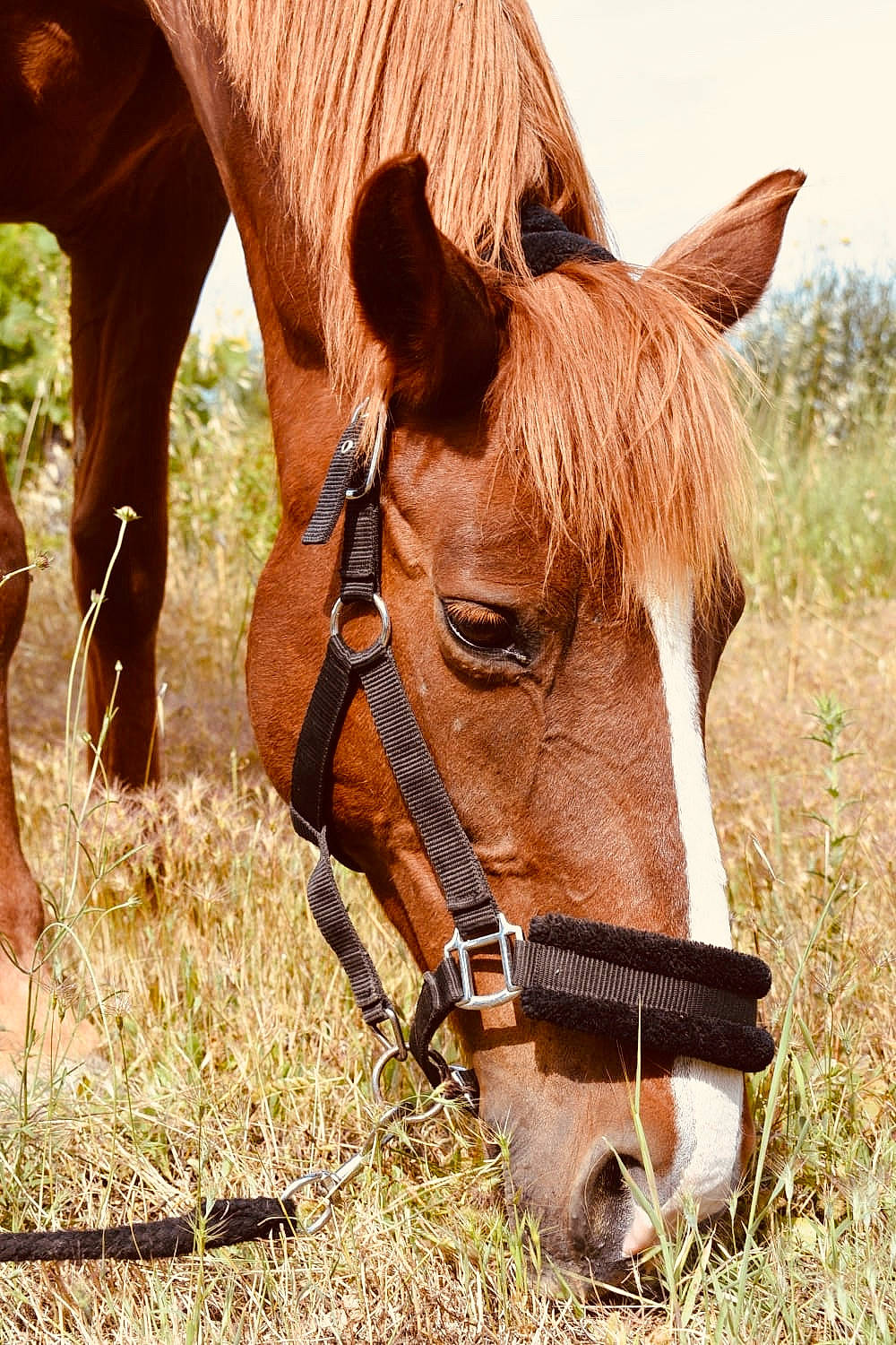 Manon De Bordes participe au concours pour gagner de l'argent avec cette photo : bridle, grass, grassland, grazing, halter, horse, horse_tack, livestock, mammal, mane, mare, meadow, mustang_horse, pasture, rein, snout, sorrel, terrestrial_animal, vertebrate, wildlife