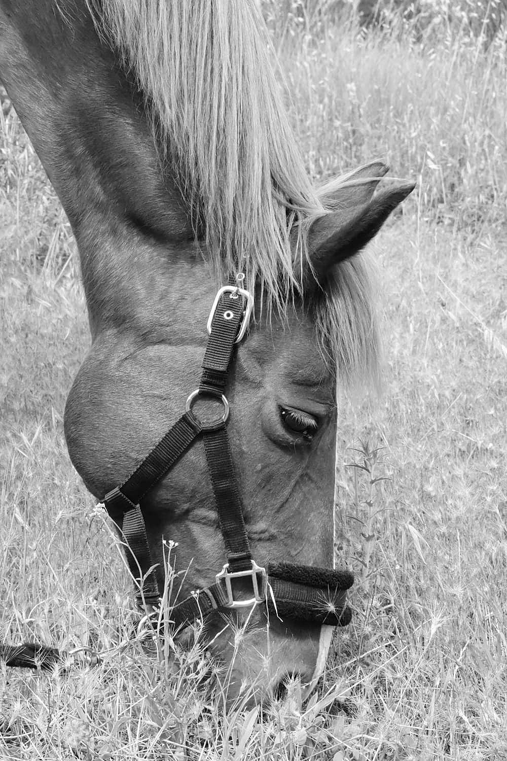 Manon De Bordes participe au concours pour gagner de l'argent avec cette photo : black_and_white, bridle, grass, grazing, horse, mane, mare, pack_animal, photography, snout, sorrel, stock_photography