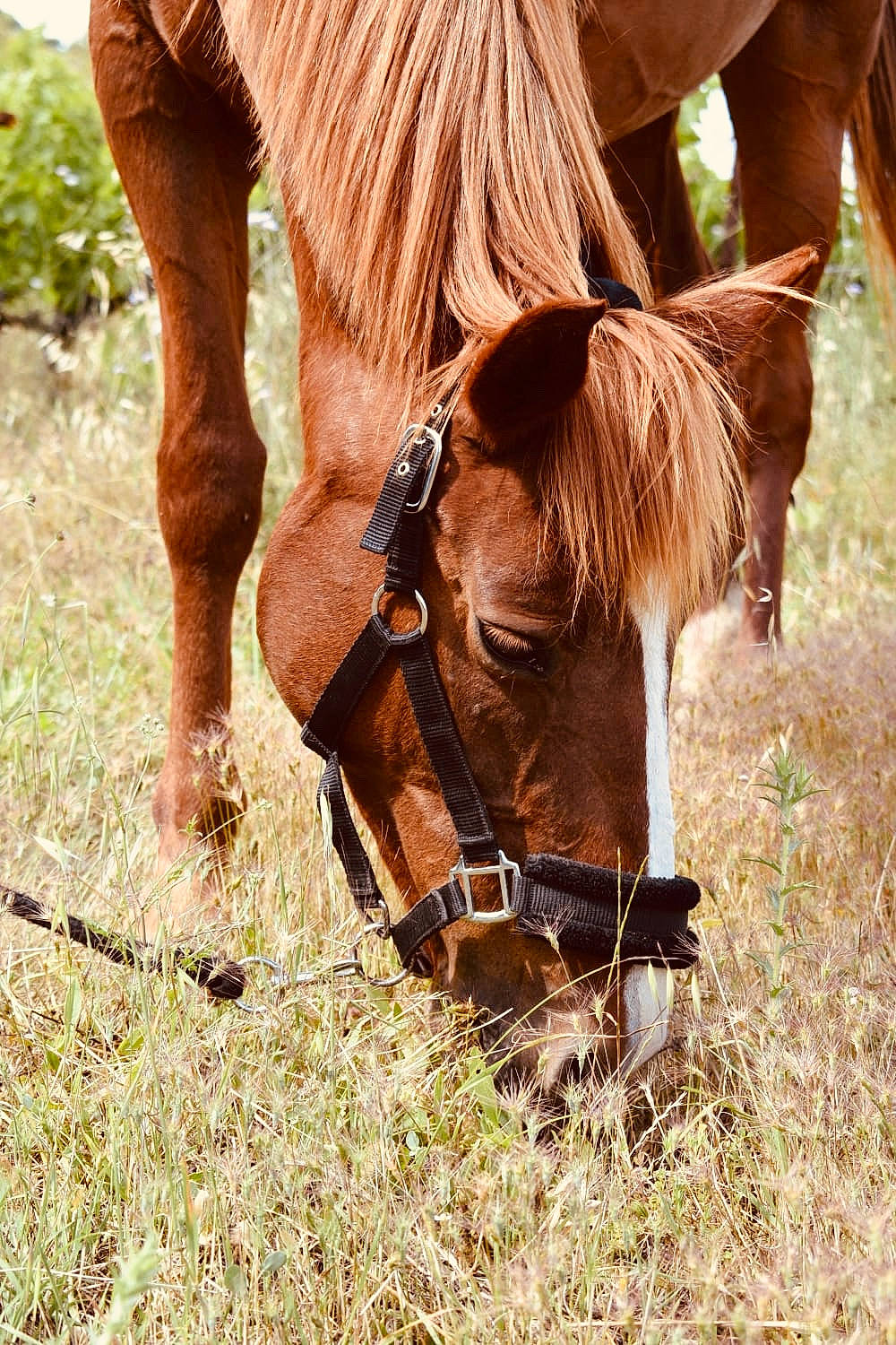 Manon De Bordes a rejoint le concours — aidez-le/la à gagner de superbes lots ! bridle, grass, grassland, grazing, halter, horse, horse_tack, liver, livestock, mammal, mane, mare, mustang_horse, pasture, plant, pony, rein, snout, sorrel, vertebrate