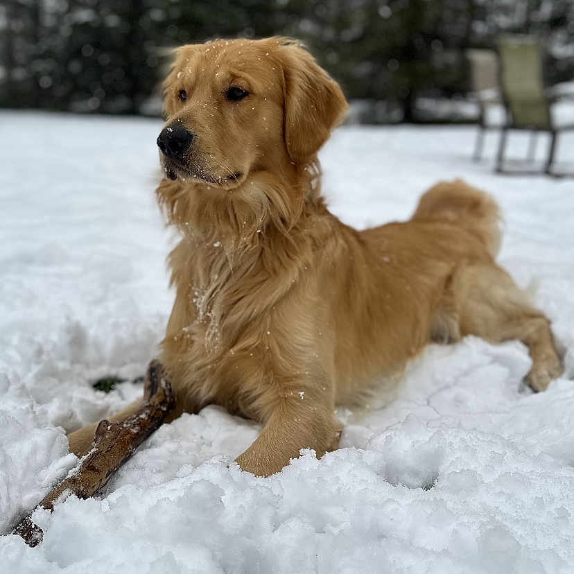 Murphy joined the competition — help win amazing prizes! animal, canine, cockerspaniel, collie, dog, goldenretriever, ice, labradorretriever, nature, outdoors, pet, puppy, snow, terrier, winter