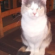 Choupinette participe au concours pour gagner de l'argent avec cette photo : cat, animal, pet, feline, table, wooden_table, chair, wooden_chair, cabinet, indoor, furniture, whiskers, tail, sitting, fur, domestic_animal, cute, eyes, flash, reflection
