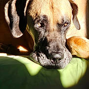 Scoobert is registered to the contest to win money with this photo: animal, brown_fur, canine, closeup, collar, cute, dog, domestic_animal, ear, green_background, indoor, laying_down, pet, portrait, relaxed, resting, shadow, sleepy, snout, sunlight