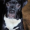dog, black_dog, white_chest, pet, animal, portrait, close_up, indoor, wooden_floor, looking_at_camera, fur, ears, nose, eyes, muzzle, canine, companion, domestic_animal, face, cute