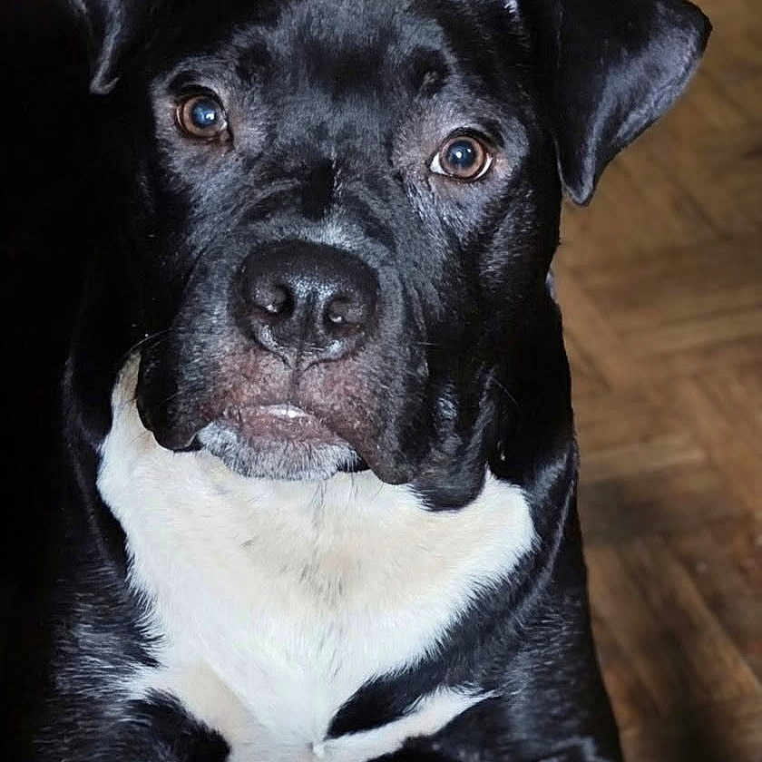 Tyson a rejoint le concours — aidez-le/la à gagner de superbes lots ! dog, black_dog, white_chest, pet, animal, portrait, close_up, indoor, wooden_floor, looking_at_camera, fur, ears, nose, eyes, muzzle, canine, companion, domestic_animal, face, cute