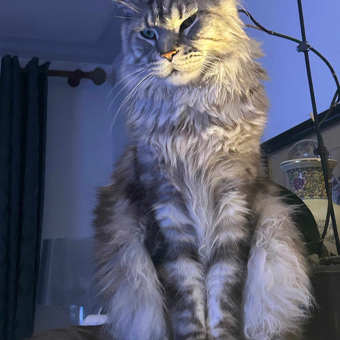 Tao a rejoint le concours — aidez-le/la à gagner de superbes lots ! animal, cat, curtains, decor, domestic, ears, feline, fluffy, furniture, household, indoor, long_hair, mammal, pet, portrait, room, sitting, table, tail, whiskers