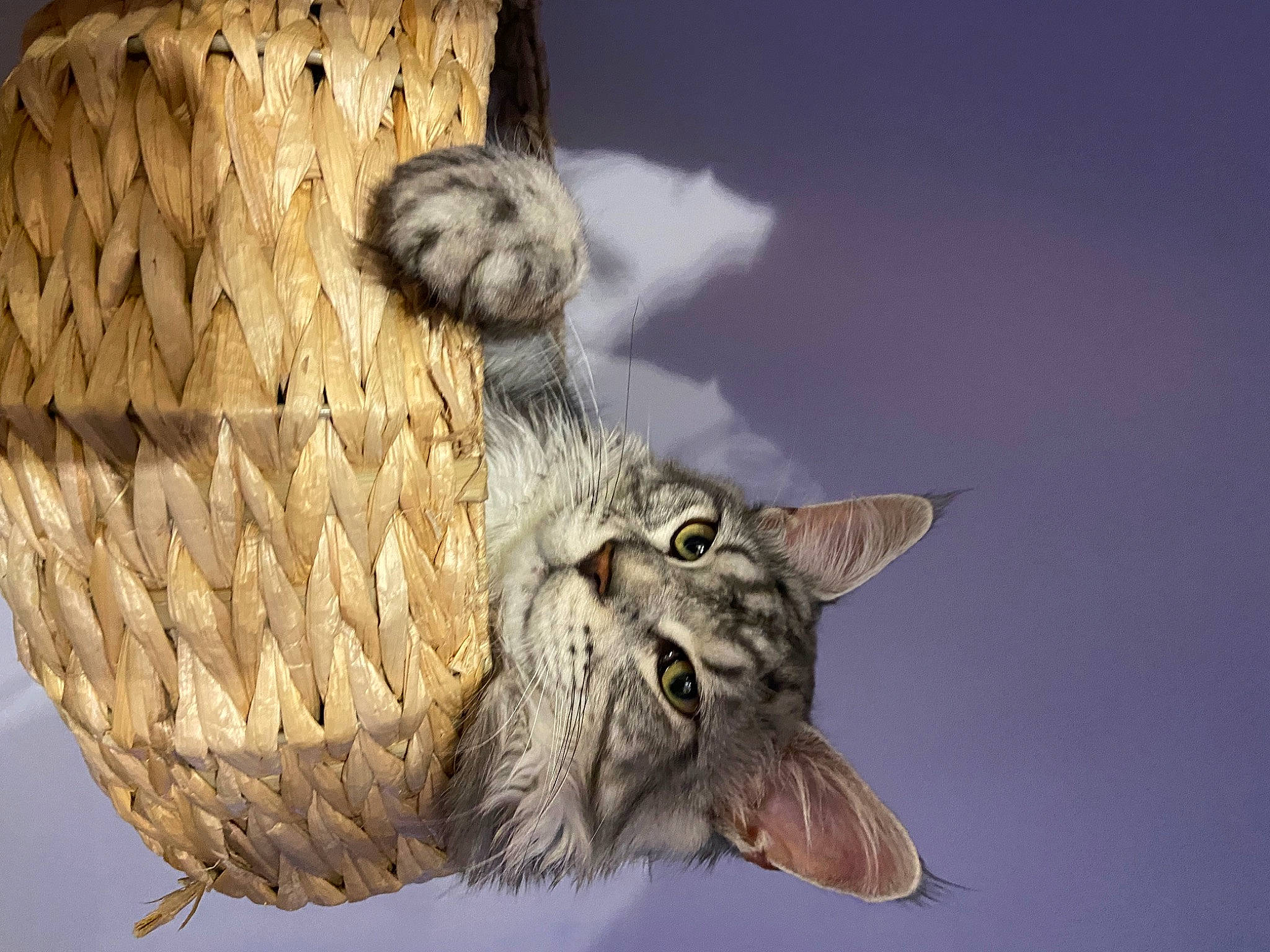 Tao a rejoint le concours — aidez-le/la à gagner de superbes lots ! beak, bird_of_prey, carnivore, cat, claw, domestic_short_haired_cat, feather, felidae, fur, natural_material, organism, owl, paw, sky, small_to_medium_sized_cats, tail, terrestrial_animal, whiskers, wing, wood